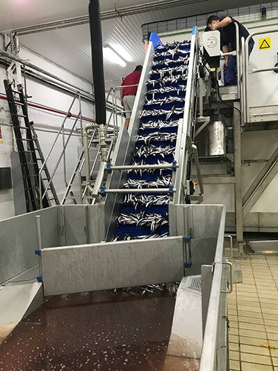 cs_gilcomes_sidebarbild-1.jpg Anchovies on their way into the freezing tunnel